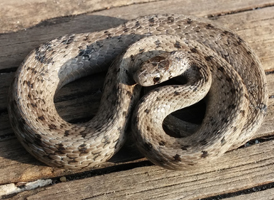 Brown Snake
